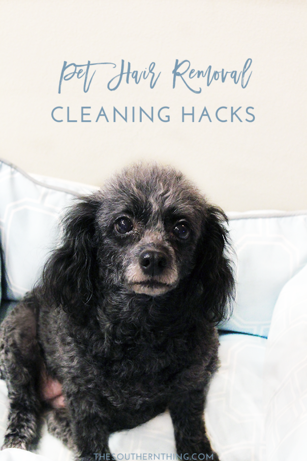 Pet Hair Removal Hacks for Easy Pet Hair Cleaning • The Southern Thing